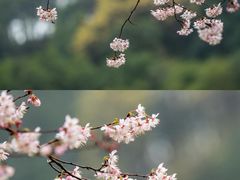 -十里琅珰