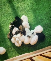 -萌宠亲子动物乐园(槐房万达店)