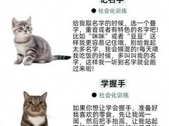 -申普宠物医院·心脏介入·心血管微创(总院)