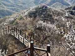 -大岭沟猕猴桃谷风景区
