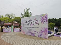 -嘉定紫藤园