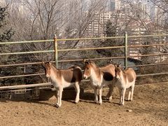 -青藏高原野生动物园