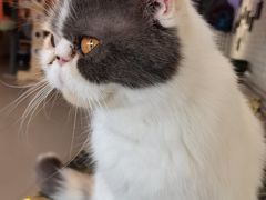 -平行世界·猫咖(首经贸店)