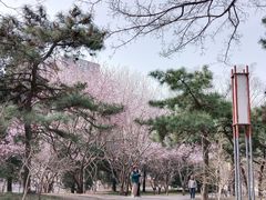 -元大都城垣遗址公园