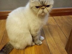 -喵园·猫主题咖啡厅·撸猫·猫咖(国贸店)