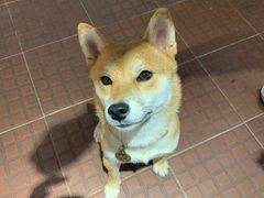 -柴犬高等学院·狗咖·柴犬售卖·宠物训练