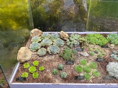 -中国科学院西双版纳热带植物园
