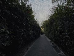 景点-华侨城湿地公园