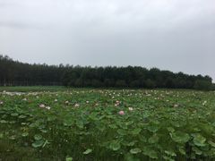 -东郊湿地公园