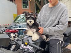 -翊宠yipet猫狗购宠庄园犬舍•猫舍