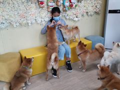 -柴犬高等学院·狗咖·柴犬售卖·宠物训练