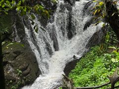 -莫里热带雨林景区