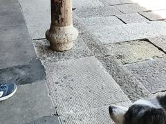 -鲁镇