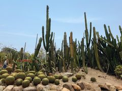 -猫咪博物馆(顶澳仔猫街店)