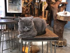 -more than meow吴止猫主题餐厅(承德 中船汇店)