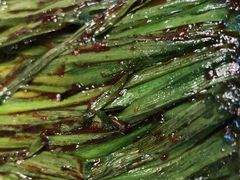 -肉串汪(望京店)