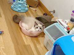 -喵zoo家庭繁育猫舍(尖东智能花园店)