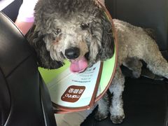 -安安宠医·安宠宠物医院