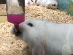-龟与熊猫宠物公园(南坪店)