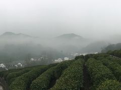 -龙井村