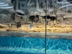 -帝企鹅自助餐厅•儿童岛•真企鹅(长隆企鹅酒店)