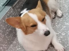 -宠物家(角门东店)