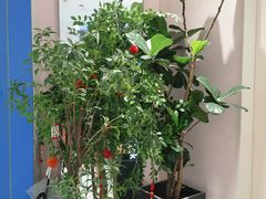 -天真蓝照相馆(杭州滨江宝龙店)