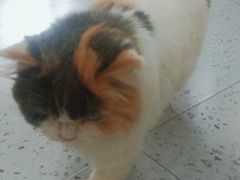 -喵园·猫主题咖啡厅·撸猫·猫咖(国贸店)