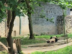 -都江堰中华大熊猫苑