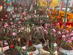 -越秀西湖花市(广州城市广场花卉店)