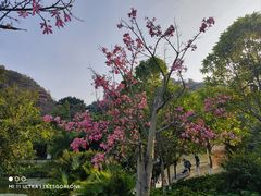-神光山国家森林公园