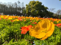 -上海共青森林公园