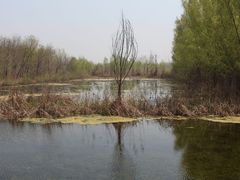 -微山湖红荷湿地景区