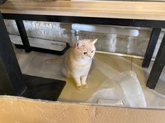 -平行世界·猫咖(首经贸店)