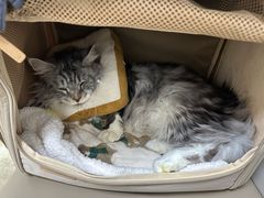 -美联众合动物医院·24h转诊中心