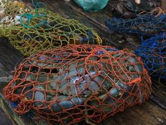 -尼甘布海鲜市场