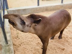 -西霞口神雕山野生动物世界