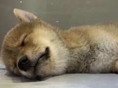 -乐宠宠物店(世纪金源店)