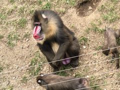 -大连森林动物园