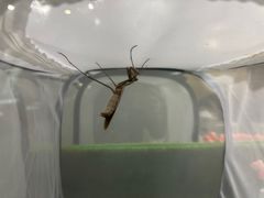 -上海昆虫博物馆