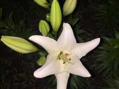 -文瀛公园