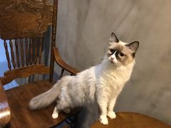 -猫色咖啡·猫咖
