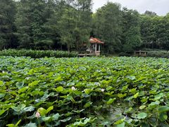 -深圳仙湖植物园