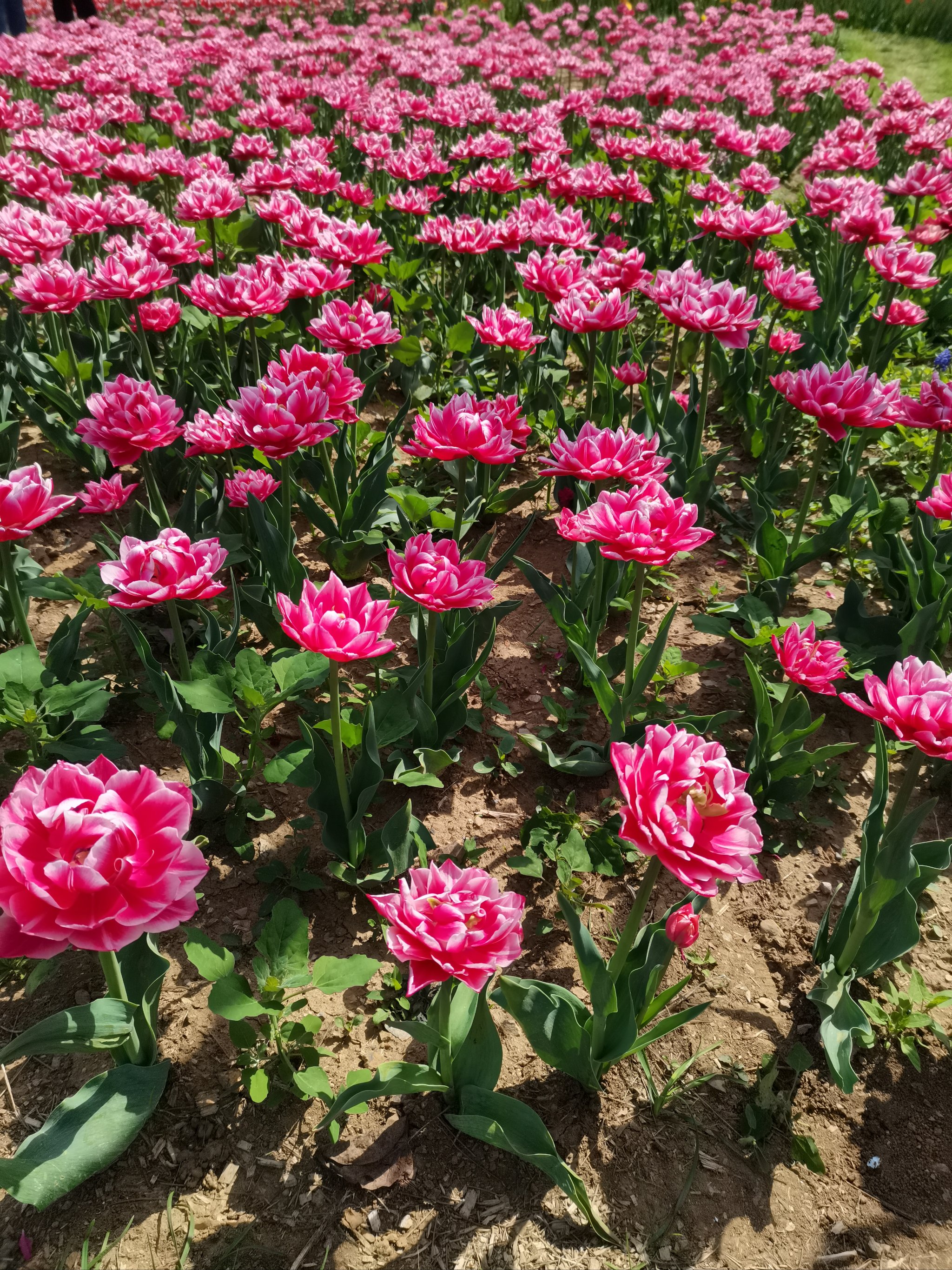 大连英歌石植物园路线图片