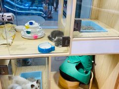 -屋虎猫馆(宝安大仟里店)