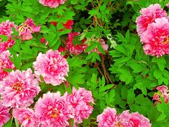 -洛阳市隋唐城遗址植物园