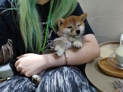 -逗柴咖啡屋·狗咖猫咖宠物桌游