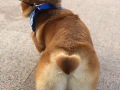 -佳百利宠物(荣乐中路115弄小区店)