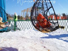 -绿野森林乐园冰雪季