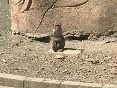 -哈尔滨北方森林动物园